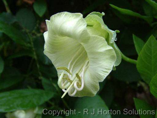 Cobaea scandens 